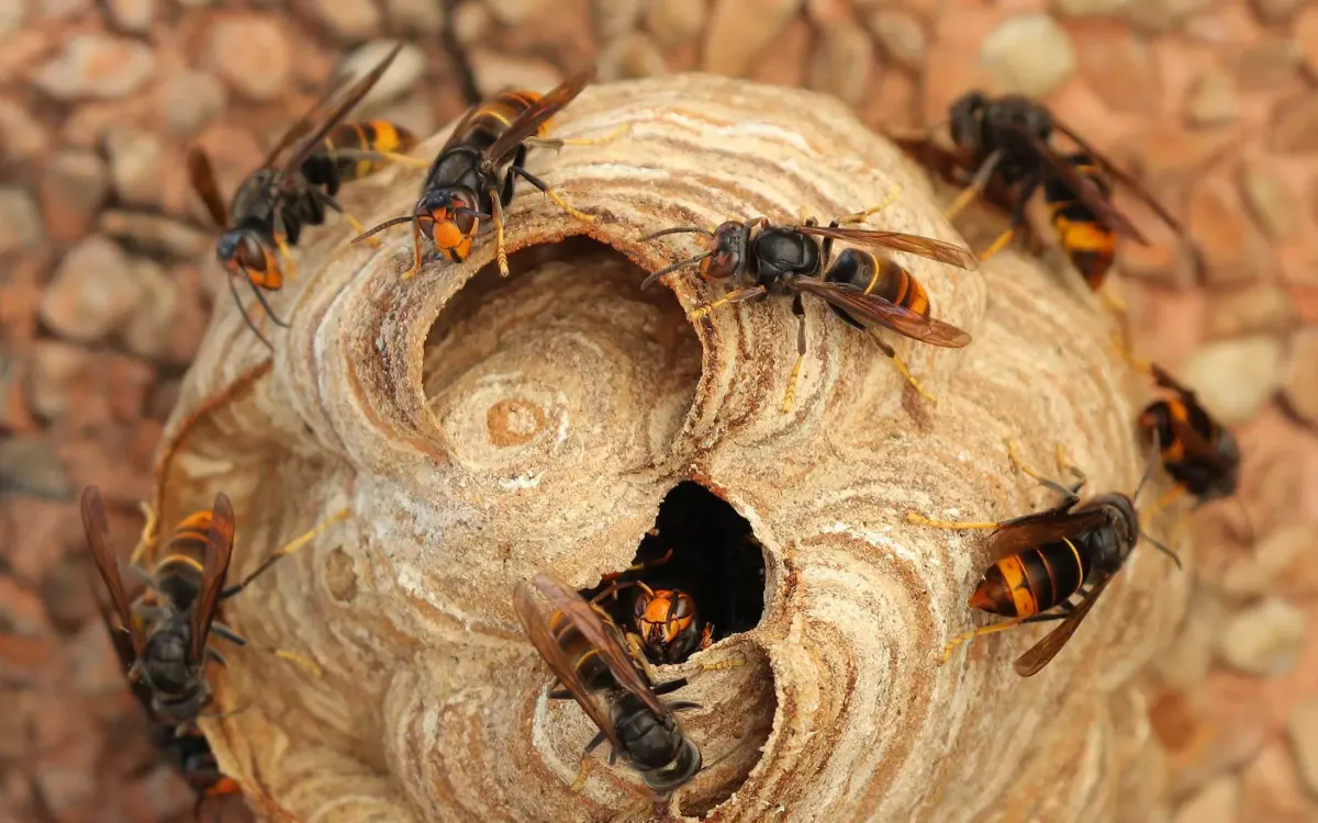 343 especies invasoras podrían costarle a Marruecos hasta 2.500 millones de dólares al año