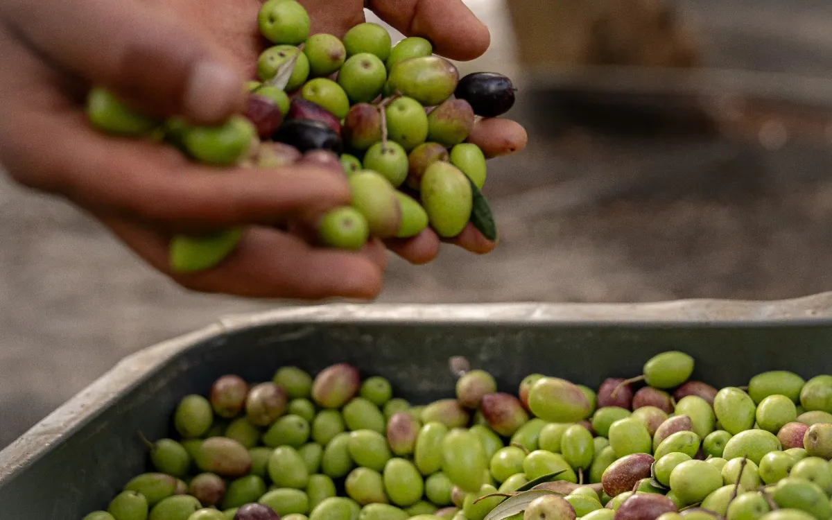 Aceite de oliva : esta variedad marroquí es mucho más saludable que las italianas