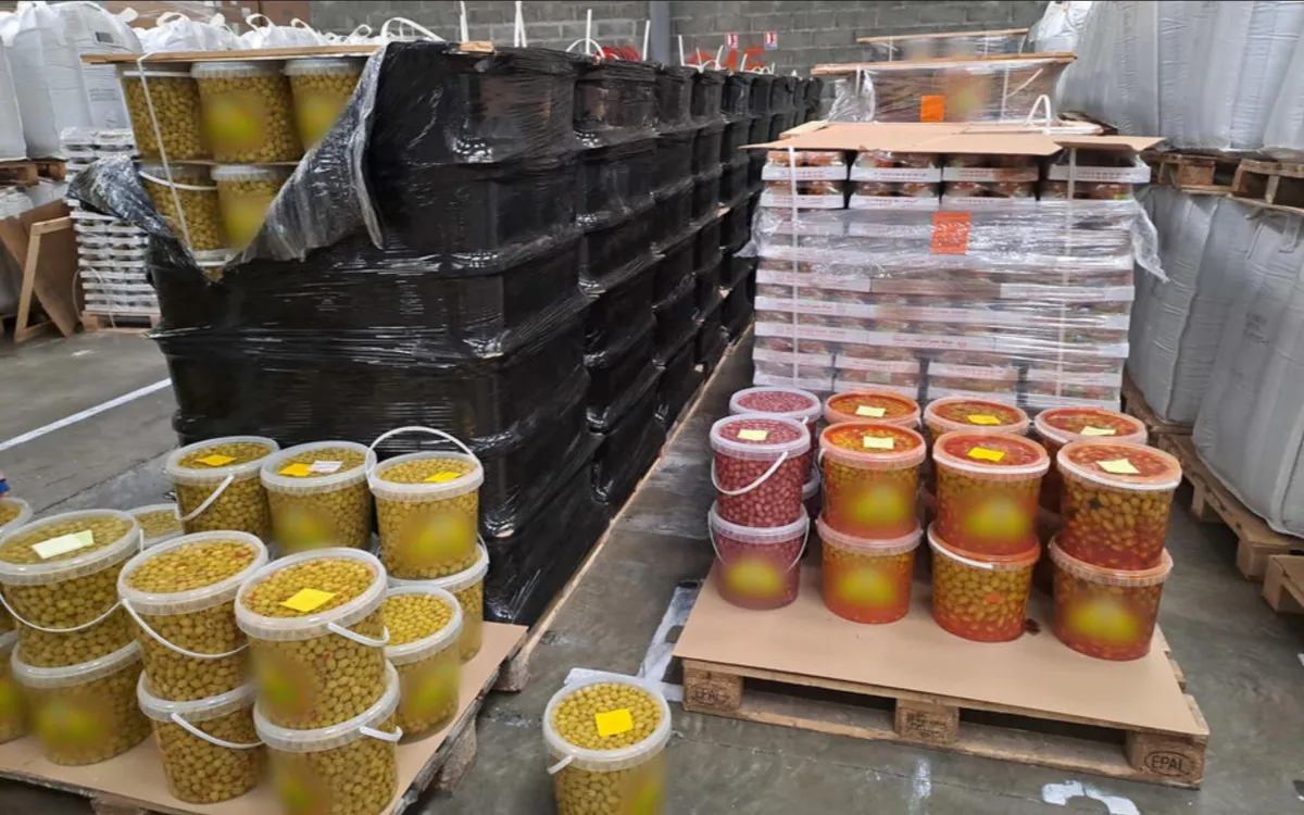 Aceitunas : tras dos años de crisis, la industria marroquí vuelve a lograr una cosecha récord