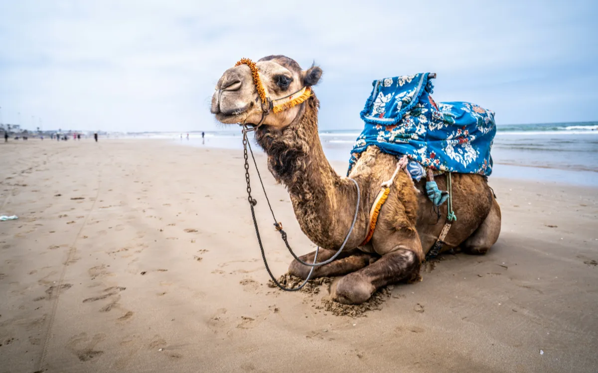 Agadir : el paraíso de las familias a bajo precio