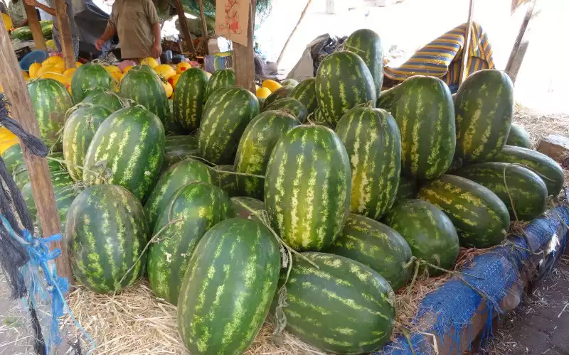 Agricultores españoles abandonan la sandía ante la competencia marroquí