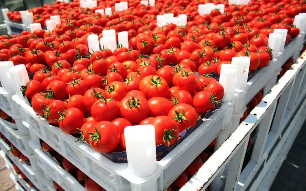 Los agricultores españoles se enfrentan a la tomate marroquí