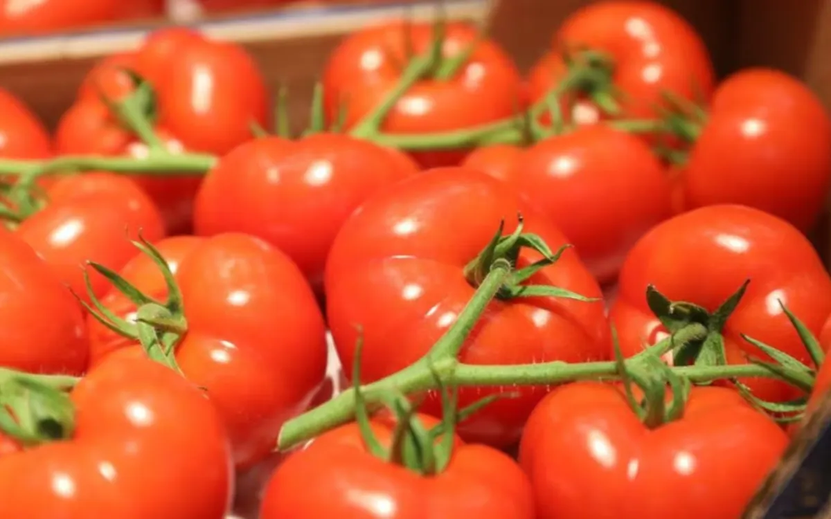 Agricultura : cómo la tomate marroquí se ha impuesto a la cabeza del mercado europeo