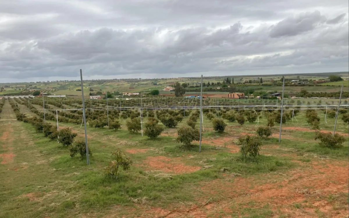 Agricultura : Marruecos se beneficia de una España sin agua