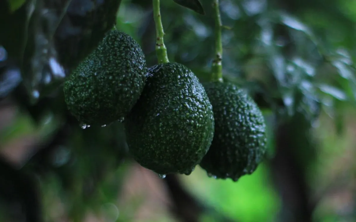 Agricultura : Marruecos se convierte en el principal exportador africano de aguacates