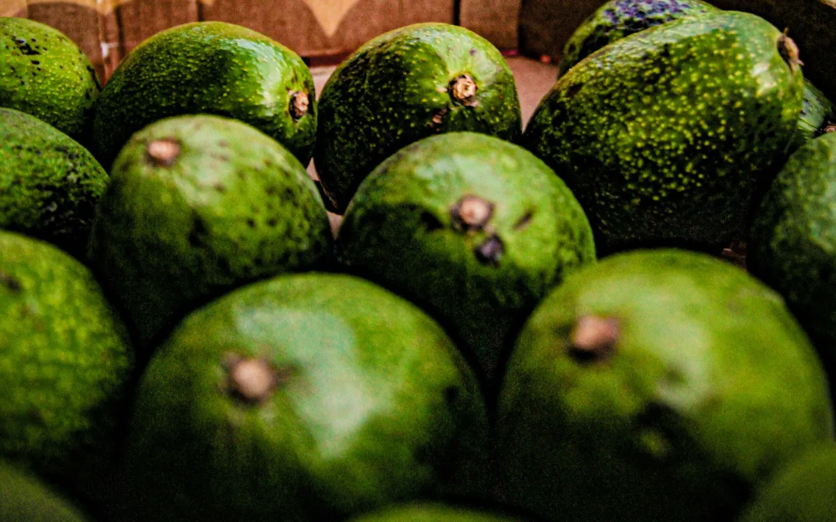 El aguacate marroquí, ese "Ferrari" que hace temblar a los productores españoles