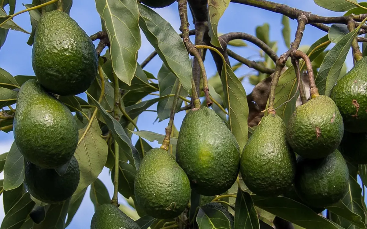 Aguacate marroquí : la temporada que duele mucho