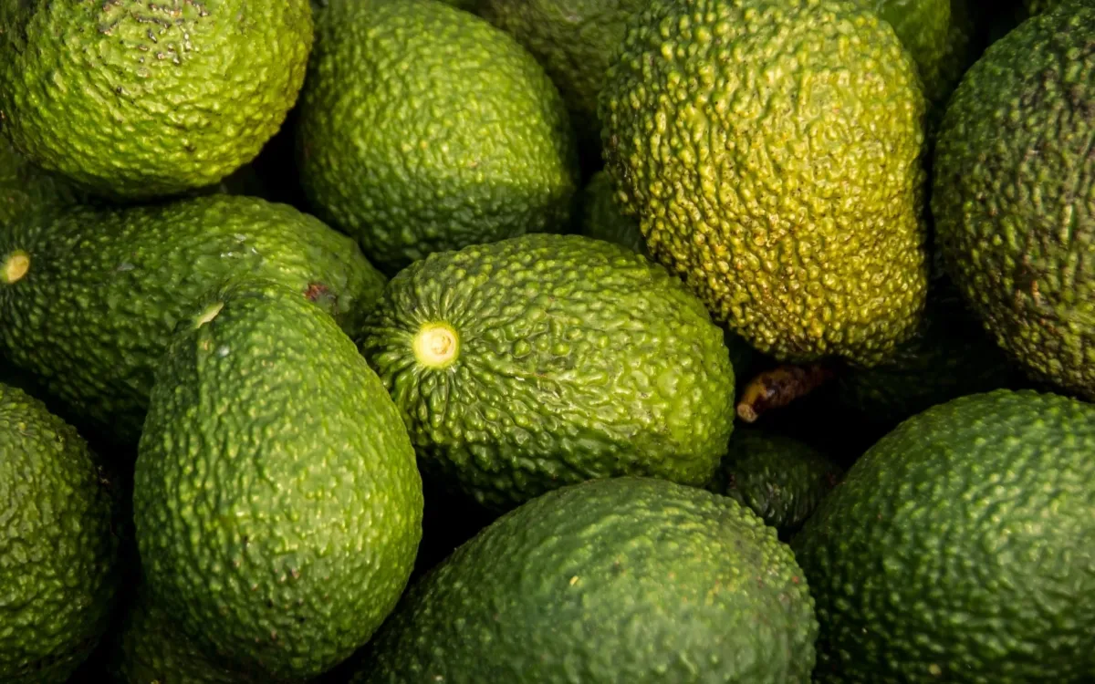 Aguacates : después de los récords, el gran enfriamiento de las exportaciones marroquíes