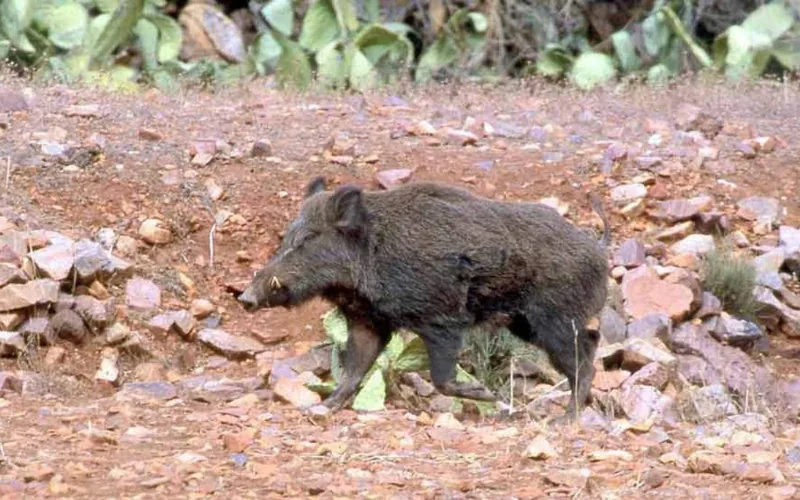 Alarma en Mzouda : Jabalíes salvajes aterrorizan a la población y hieren a una niña