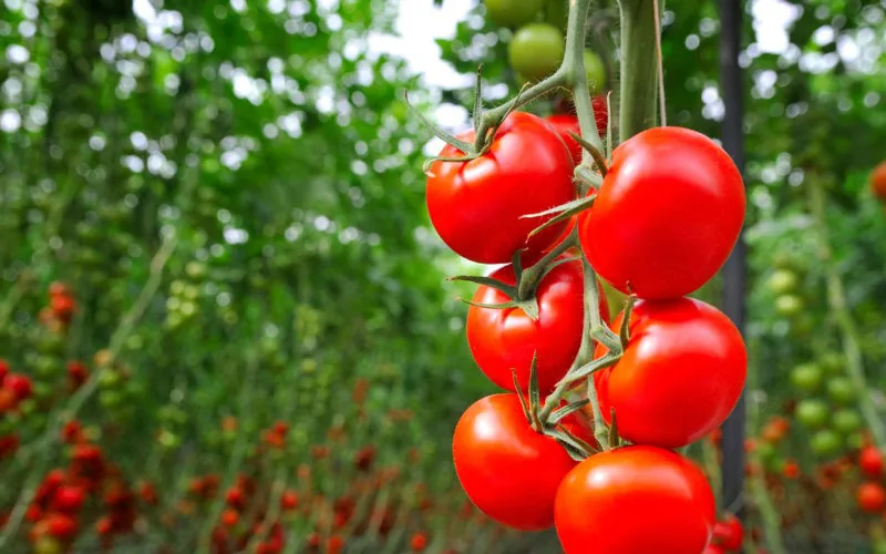 Alerta en Marruecos : Virus ToBRFV amenaza cultivos de tomate y obliga a diversificar