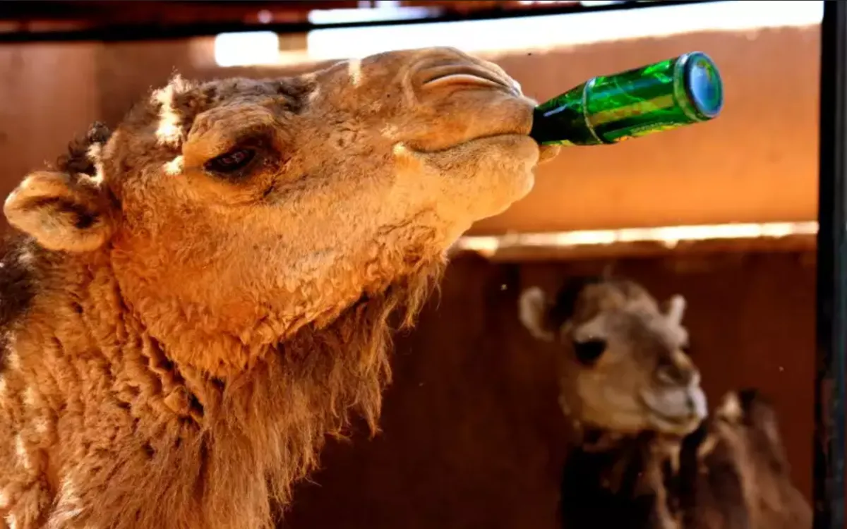 Alerta de ola de calor : Marruecos enfrenta temperaturas cercanas a los 44°C