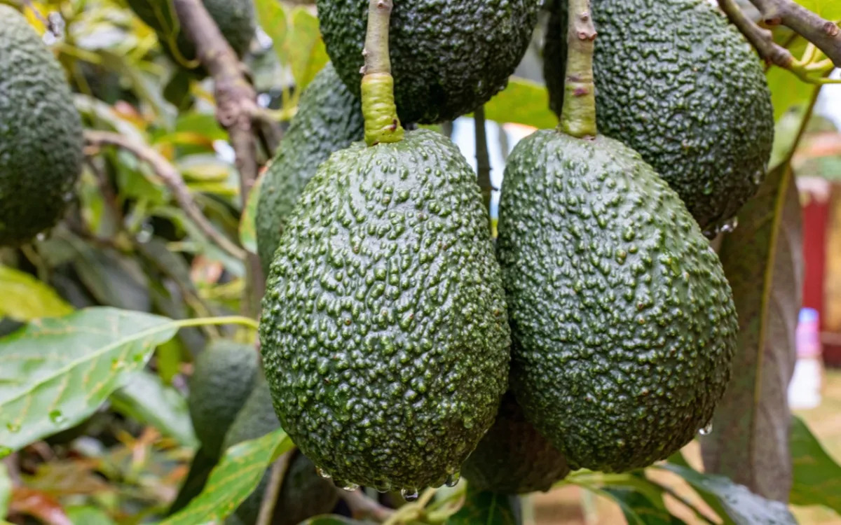 Año negro para el abogado marroquí
