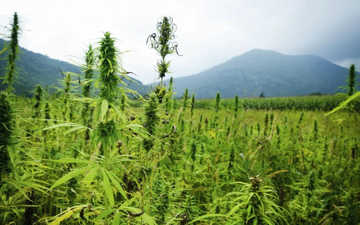 Cannabis Marroquí : América del Norte Sacude el Rif