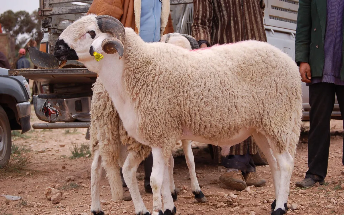 ¿Casablanca : presidentes de municipios pronto suspendidos por el escándalo de ovejas del Eid ?