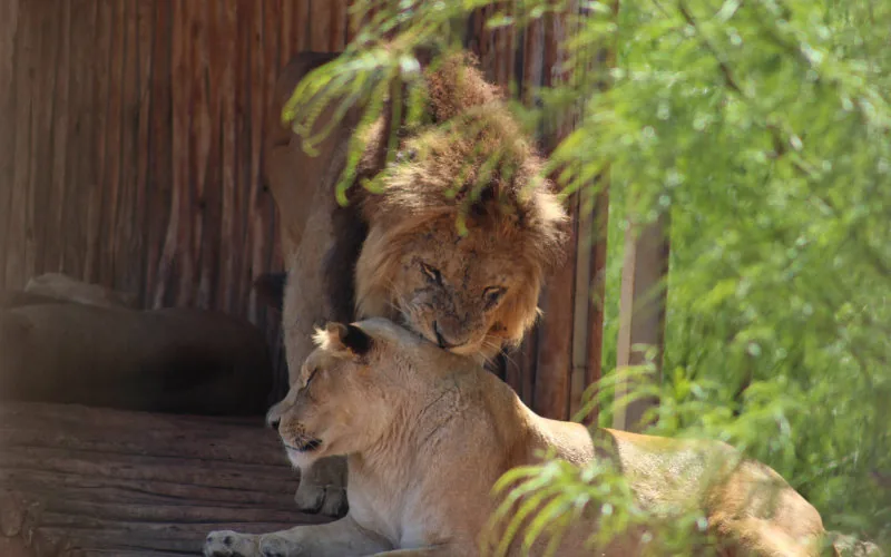 Casablanca renueva su icónico zoológico : Aïn Sebaâ reabrirá en 2025 con nueva gestión y tarifas