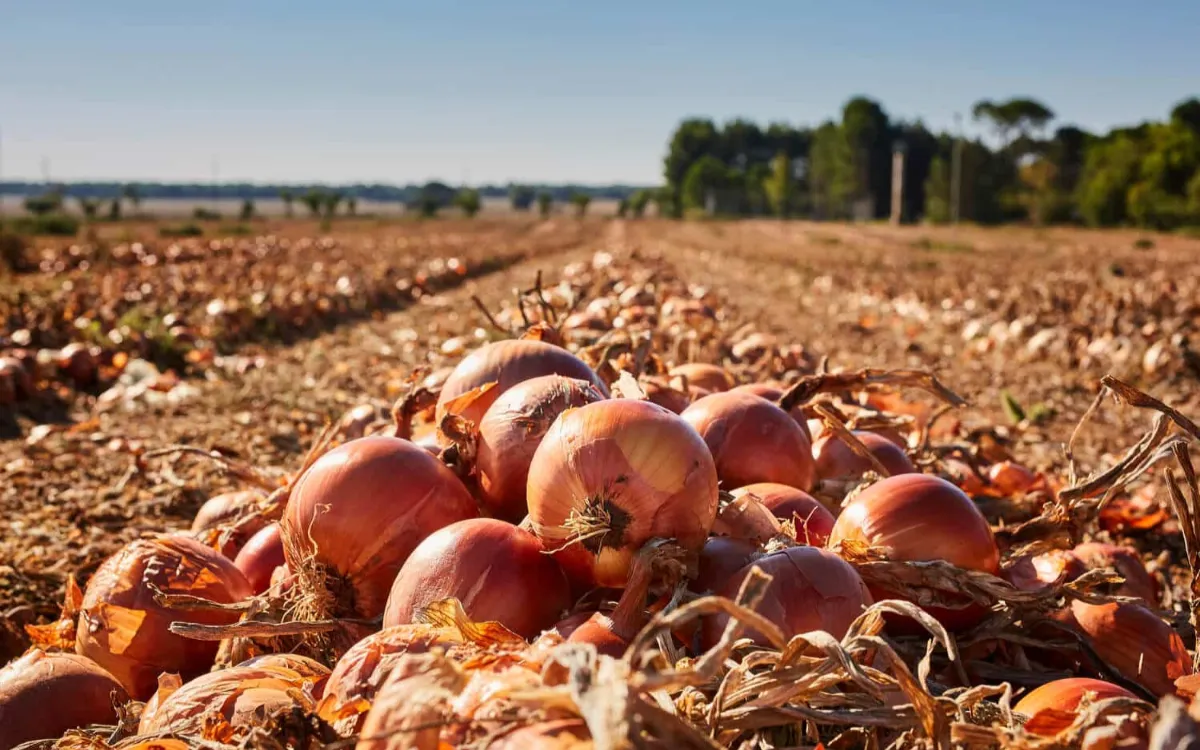 El cebolla española a 8 DH llega a Marruecos : ¡Por qué nuestros agricultores ya no son competitivos !