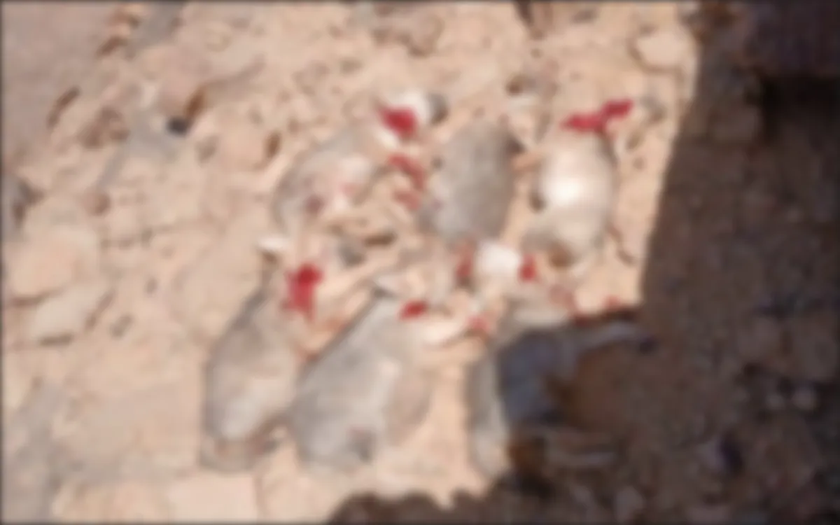 Cólera en Marruecos tras la masacre de seis lobatos por pastores nómadas