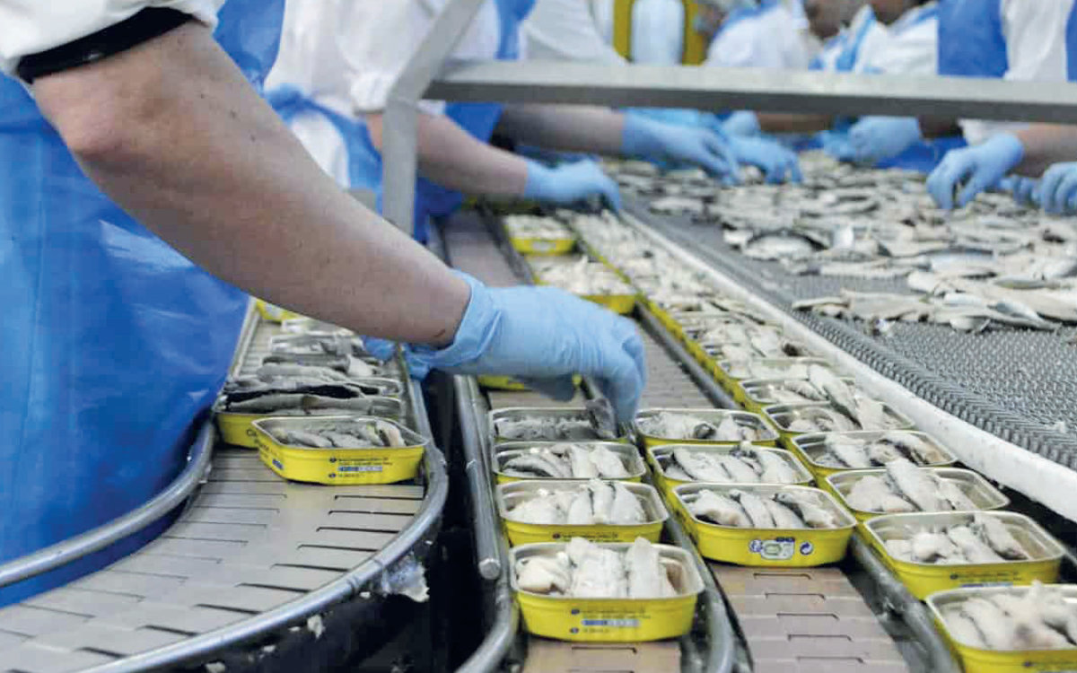"Crisis en el mar : La sardina desaparece y amenaza la gastronomía europea"
