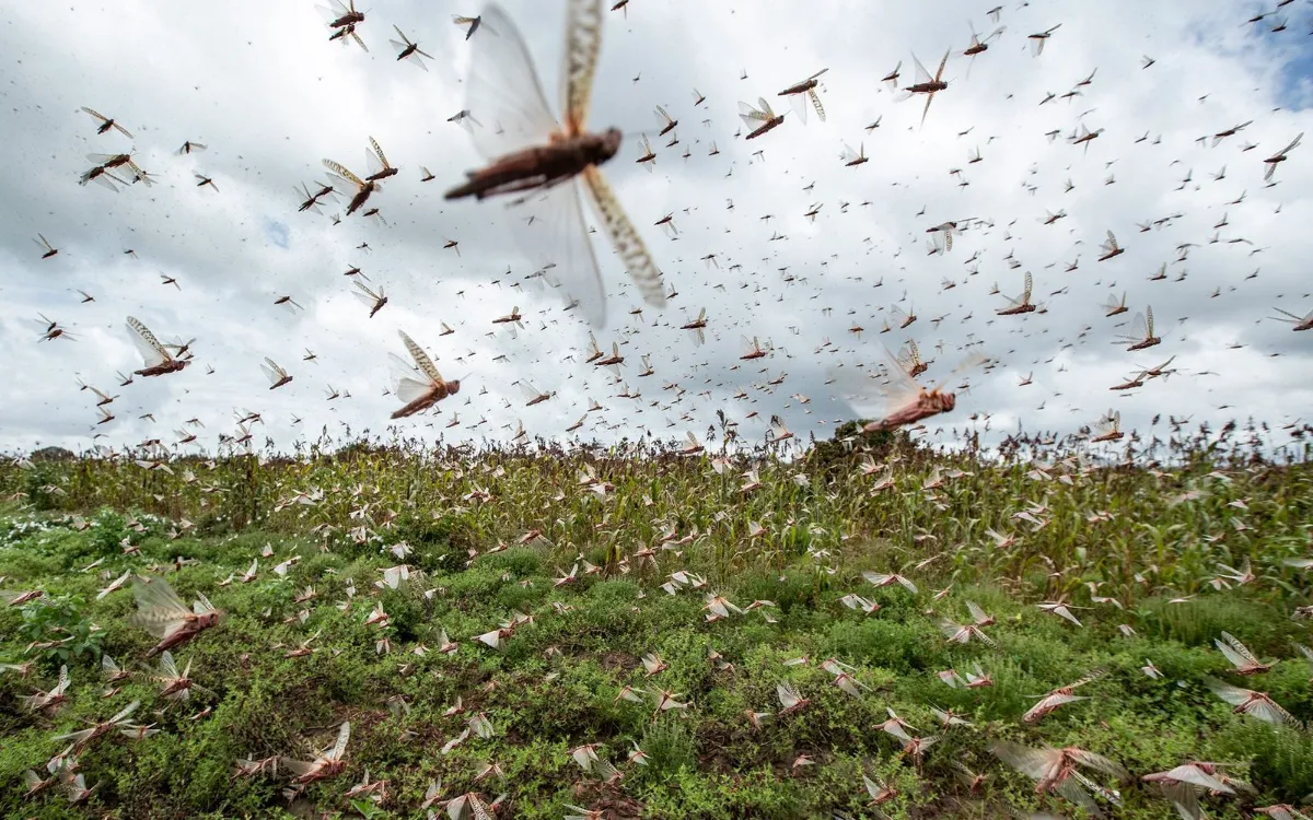 La cruel ironía del clima : la lluvia que salvó Marruecos atrae una nueva plaga