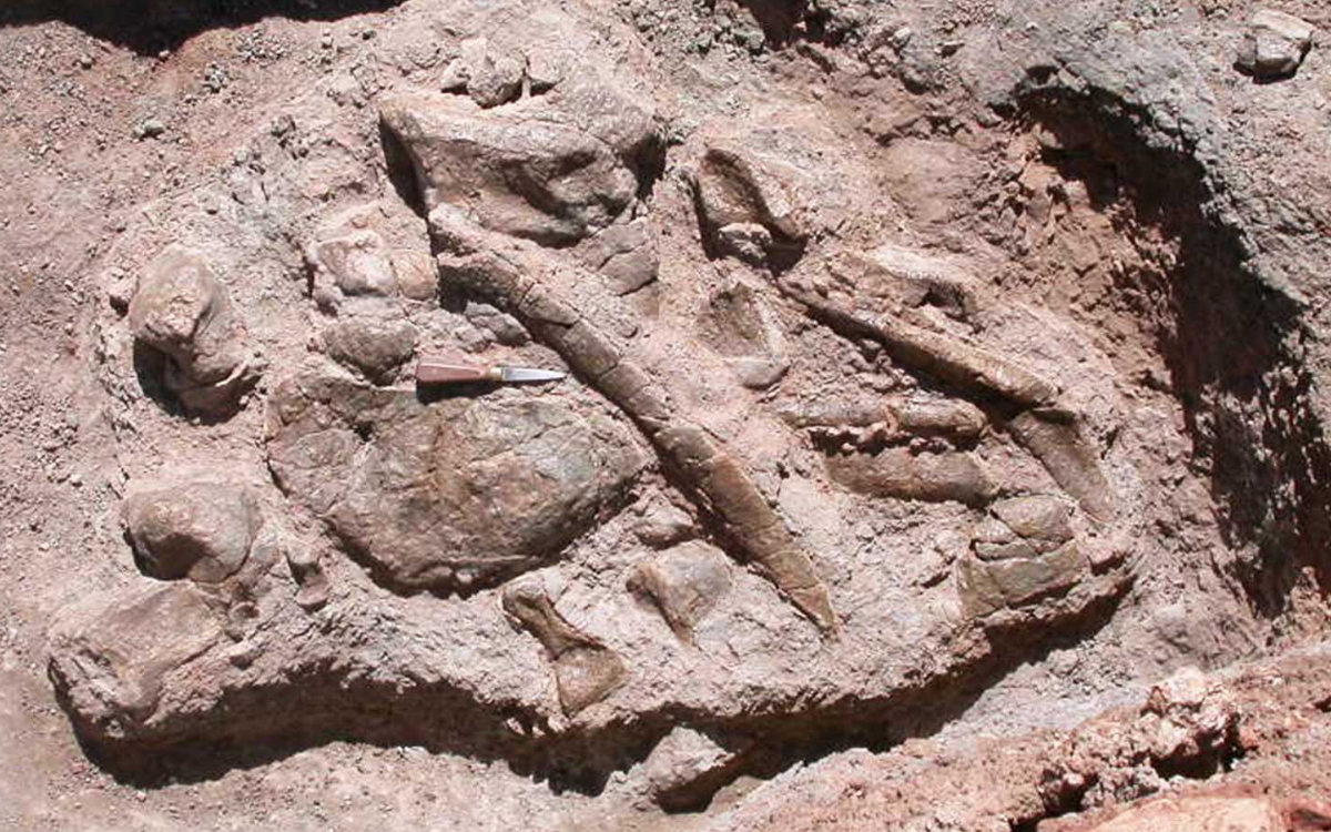 Descubren huellas de dinosaurios en Marruecos : jóvenes internautas revelan tesoro paleontológico