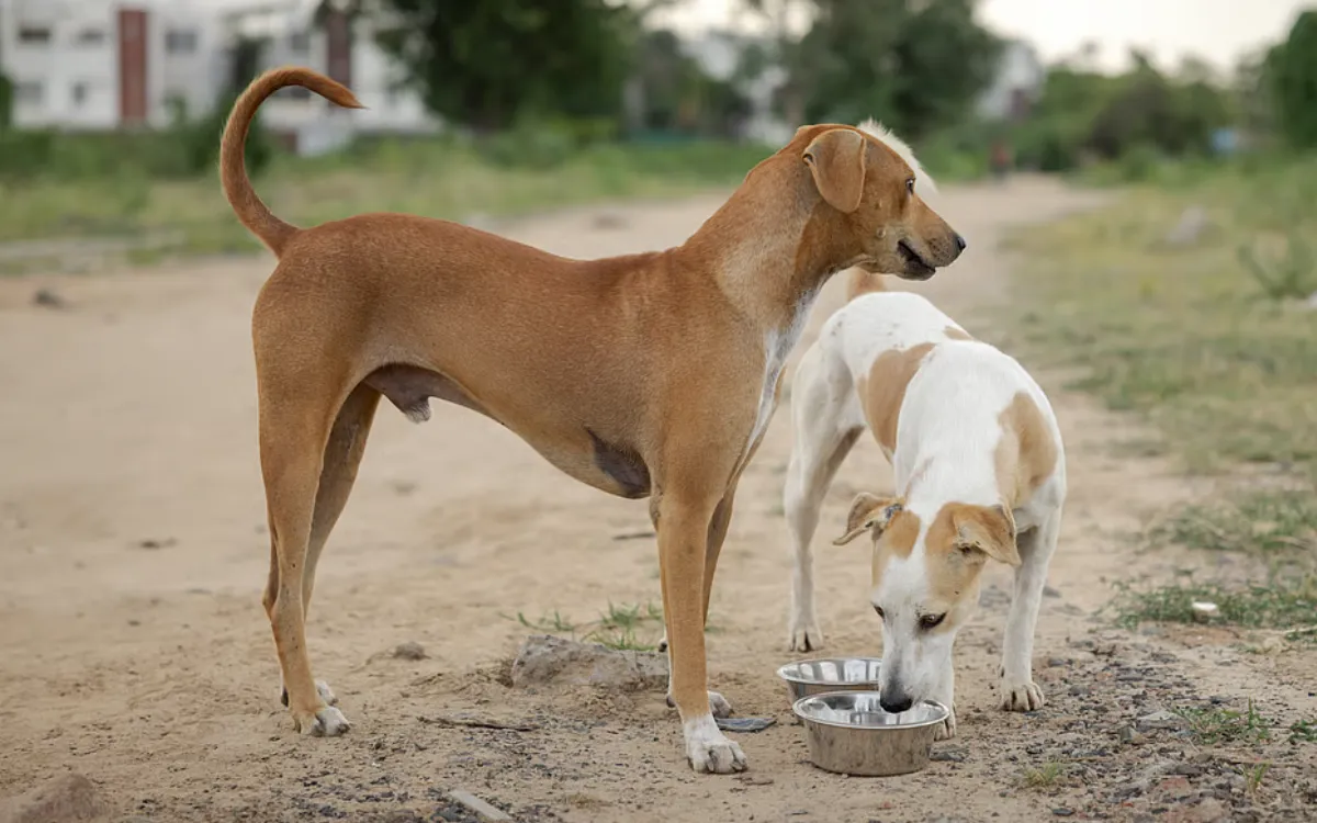 ¿Detrás de la polémica por los perros en Marruecos hay un complejo de superioridad occidental ?