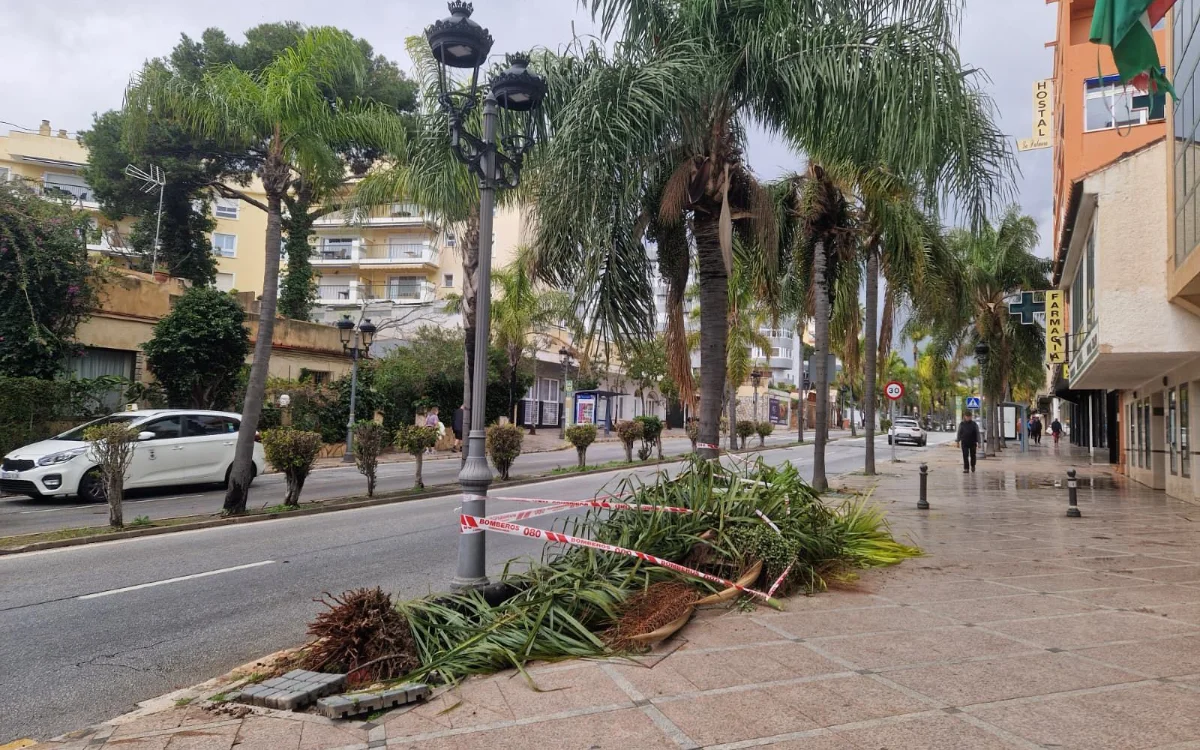 Eid al Adha en Marruecos : Mercado negro de ovejas desafía prohibición real