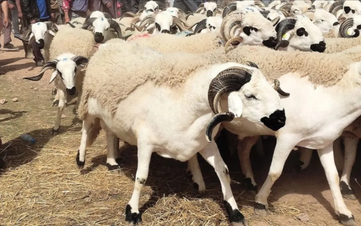 Eid Al-Adha 2026 : Marruecos escudriña el cielo este domingo para fijar la fecha