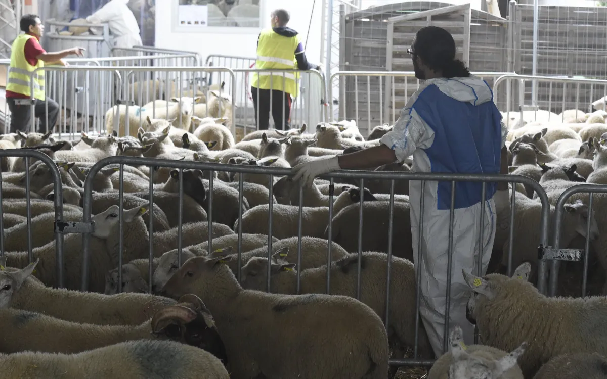 Eid al-Adha 2026 : los musulmanes de Francia esperan el anuncio de Arabia Saudita