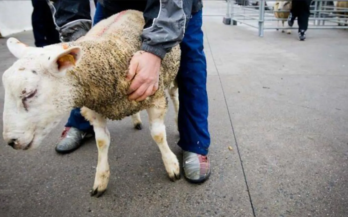 Eid al-Adha en Bélgica : la policía allana casas y confisca ovejas