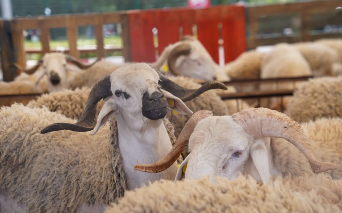 Eid al-Adha : los compradores marroquíes hacen esperar a los ganaderos