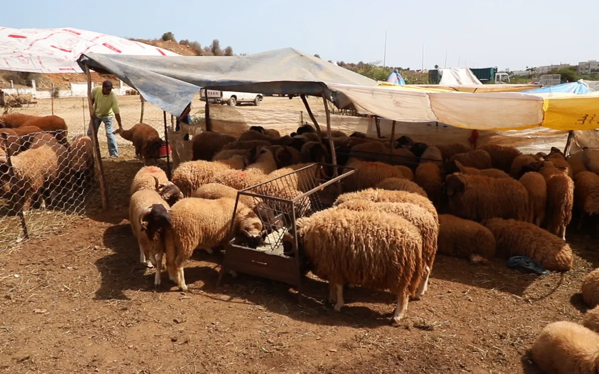 Eid al-Adha : Malas noticias para los marroquíes