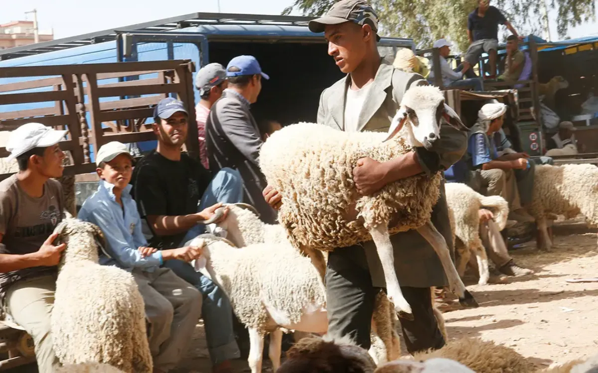 Eid al-Adha : Marruecos pone fin al caos anual de la venta de ovejas