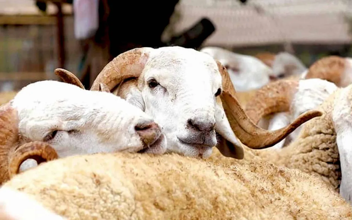 Eid al-Adha : el sacrificio de ovejas que amenaza toda la ganadería marroquí