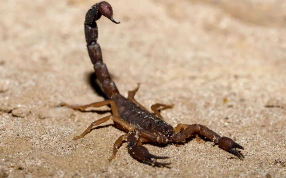 Escorpiones en Marruecos : Una IA revolucionaria para cartografiar las especies más mortales