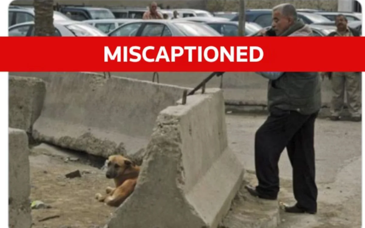 Esta foto de la "masacre de perros" en Marruecos para el Mundial 2030 es falsa