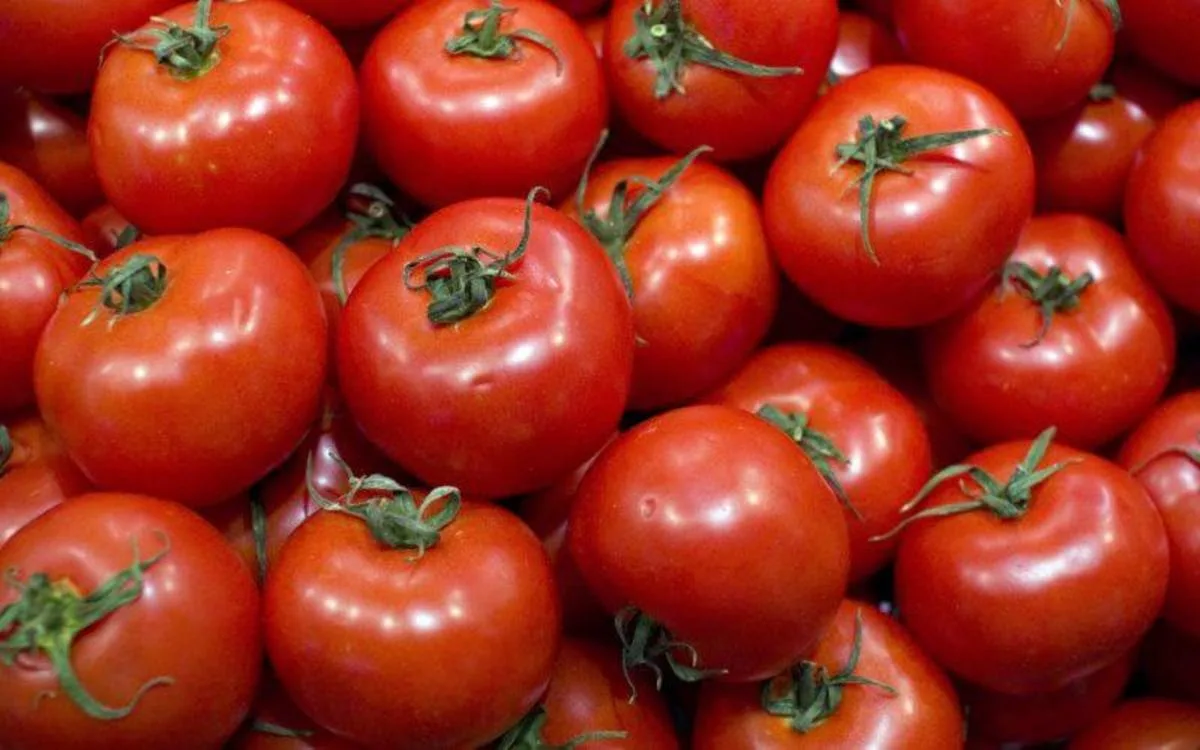 En Europa, nueva alerta por los tomates marroquíes
