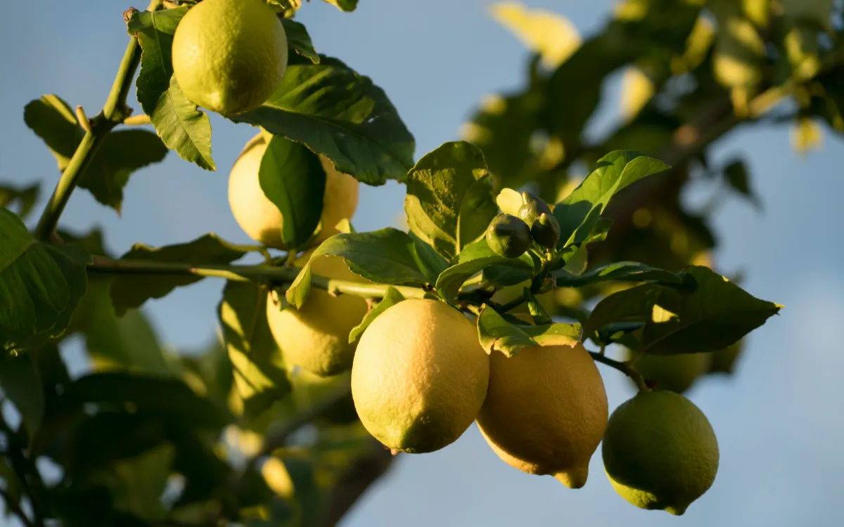 Exportaciones de Limones : Marruecos Sacude el Mercado Español y Siembra el Pánico