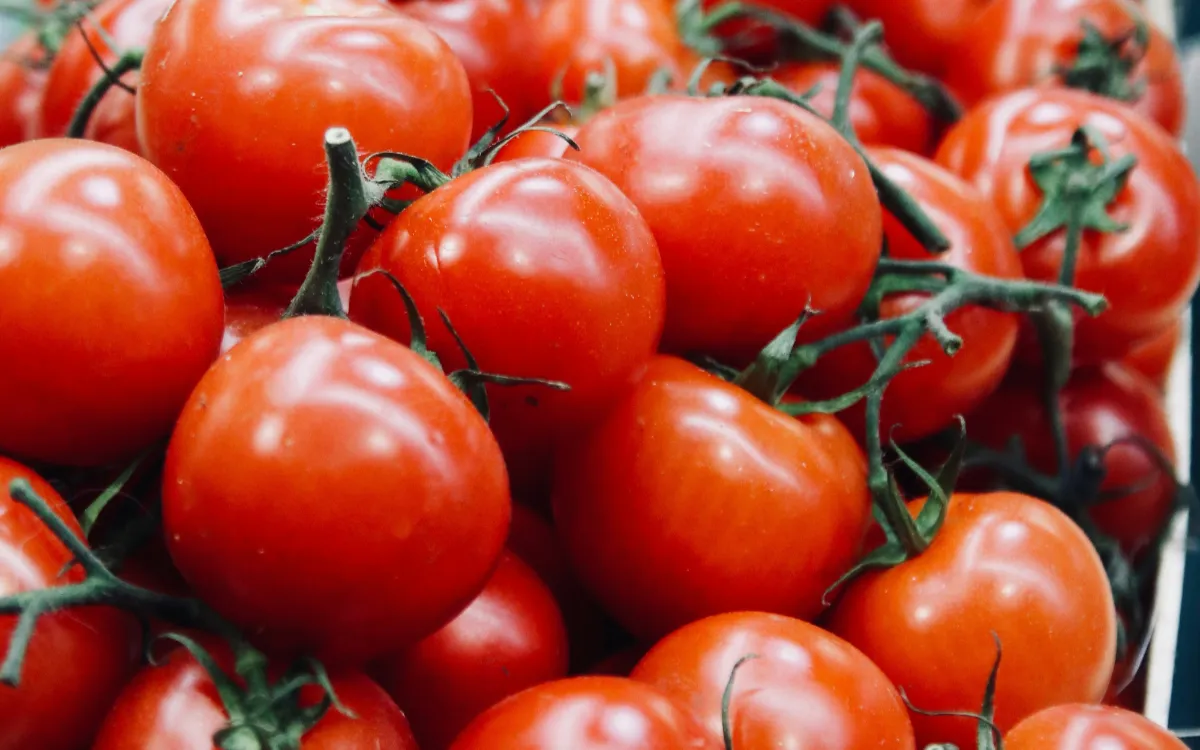 Exportaciones de Tomates : Cómo Marruecos Definitivamente Superó a España