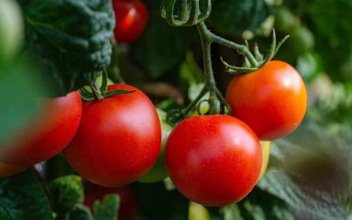 Exportaciones de tomates : cómo Marruecos ha destronado a España y se ha colocado en el 3er lugar mundial