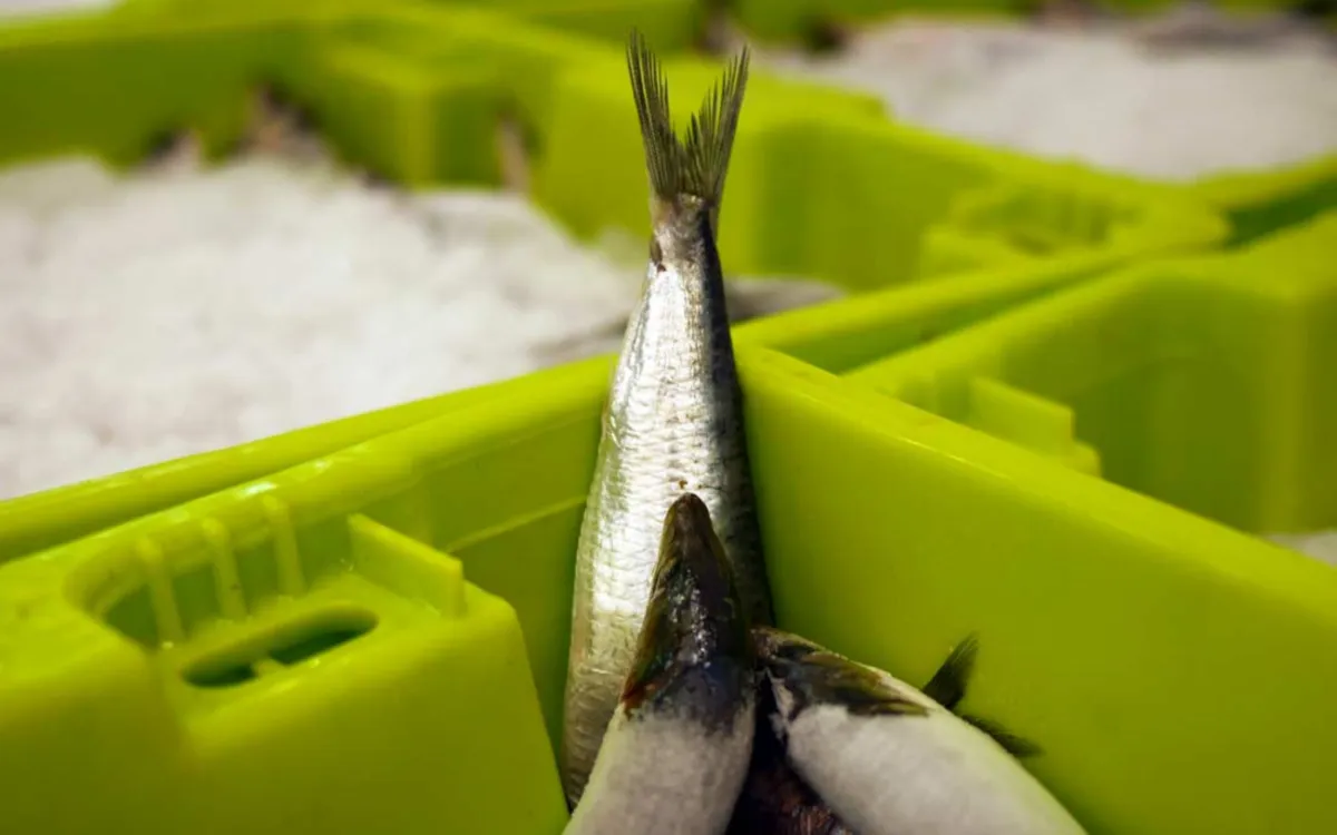 En Francia, la locura de las sardinas choca con el bloqueo marroquí