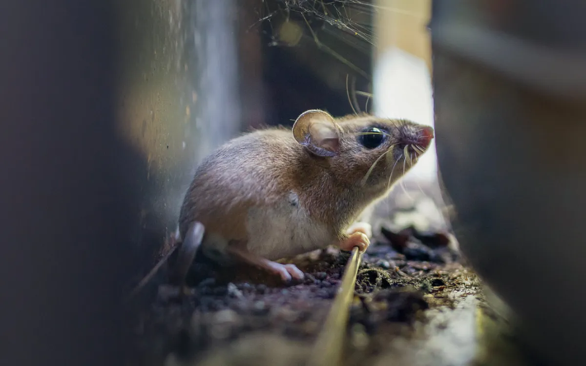 Hantavirus : Marruecos no entra en pánico (aún)