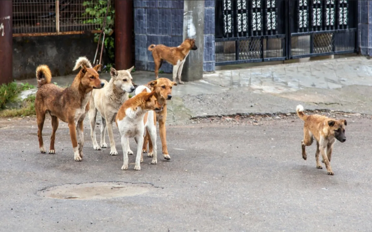Manadas de perros incontrolables en Marrakech