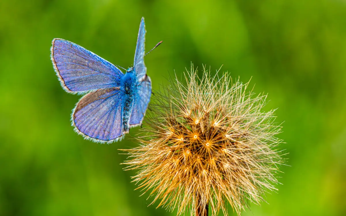 Mariposa marroquí rompe récord genético : 229 cromosomas desafían la ciencia