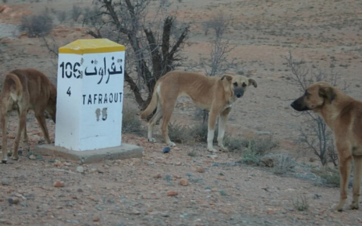 Marruecos : alerta de Gran Bretaña