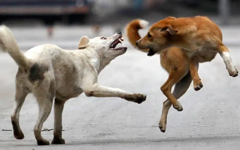Marruecos en alerta : Perros callejeros amenazan la seguridad ciudadana