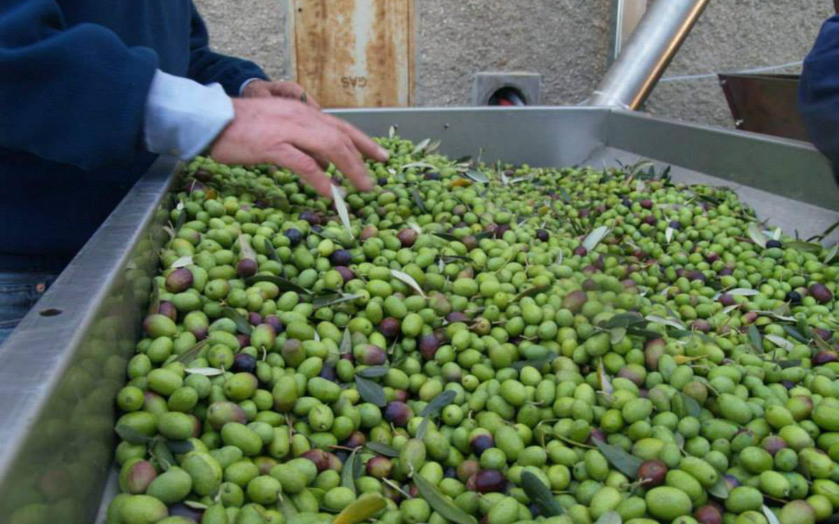 Marruecos : alerta sobre talleres clandestinos de aceitunas que amenazan la salud pública
