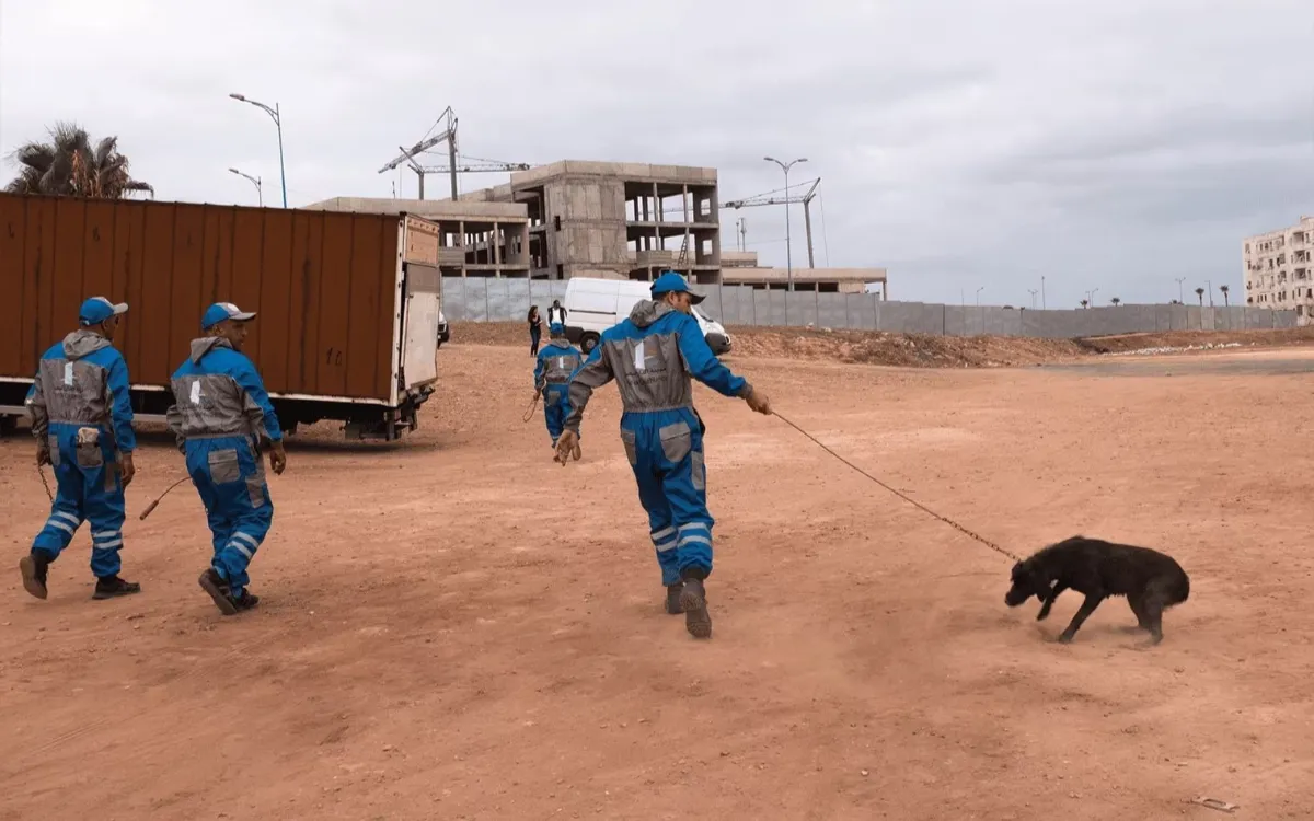 En Marruecos, alimentar a un perro callejero podría salirte caro
