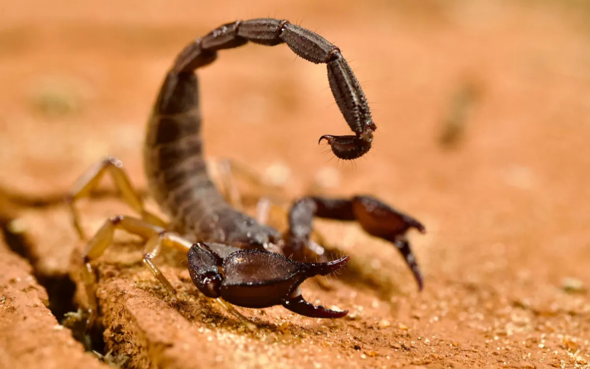 Marruecos : El calor despierta los alacranes y la ira de los habitantes