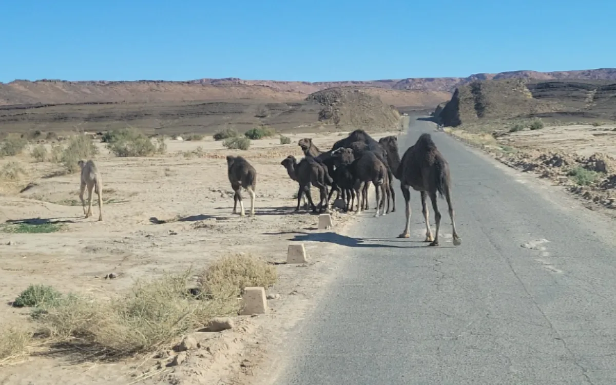 En Marruecos, camellos "fluorescentes" para evitar accidentes nocturnos