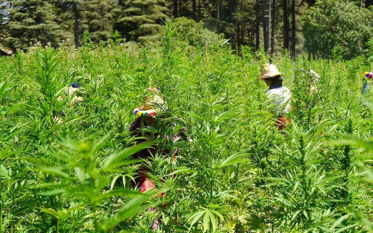 En Marruecos, la cosecha de cannabis se retrasa